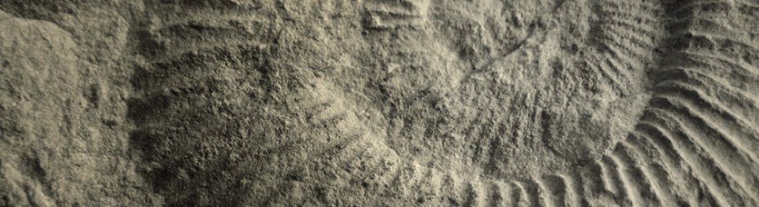 image of a fossil