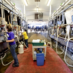 Student at work in Stateland Dairy